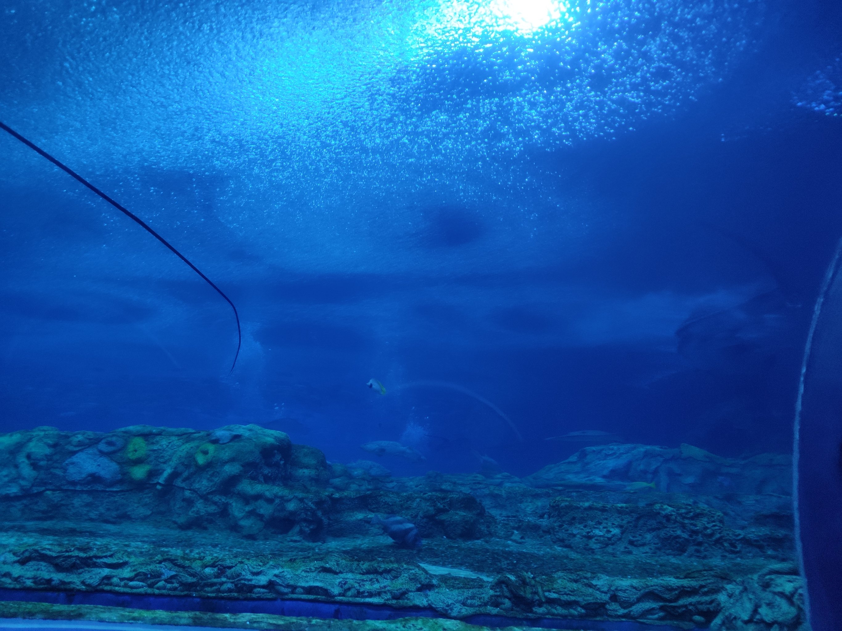 水底漫步体验,探索奇妙的海底世界 水底漫步体验,探索奇妙的海底世界