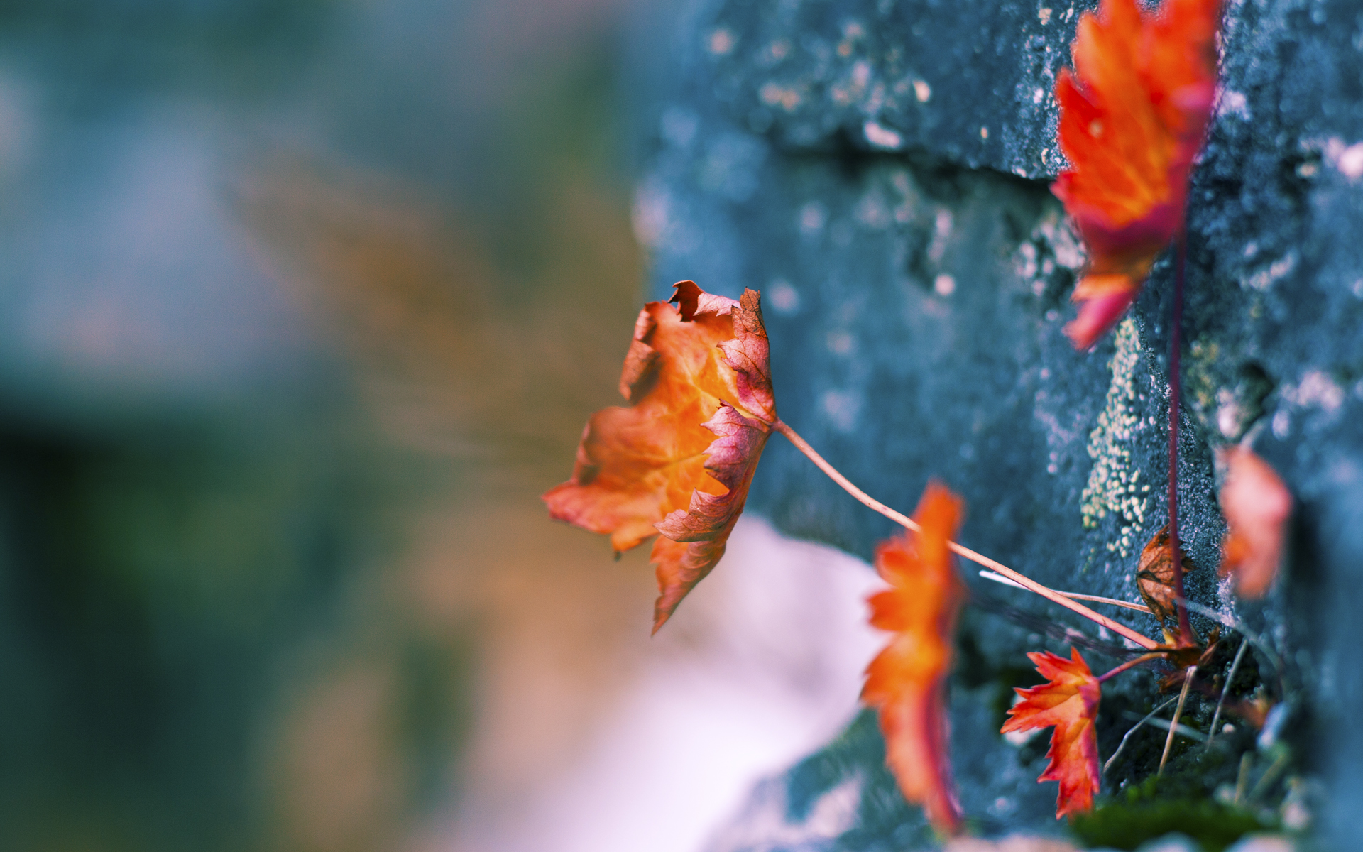 开云体育平台APP-蛙泳配速节奏优化效果明显，蛙泳配合慢动作视频