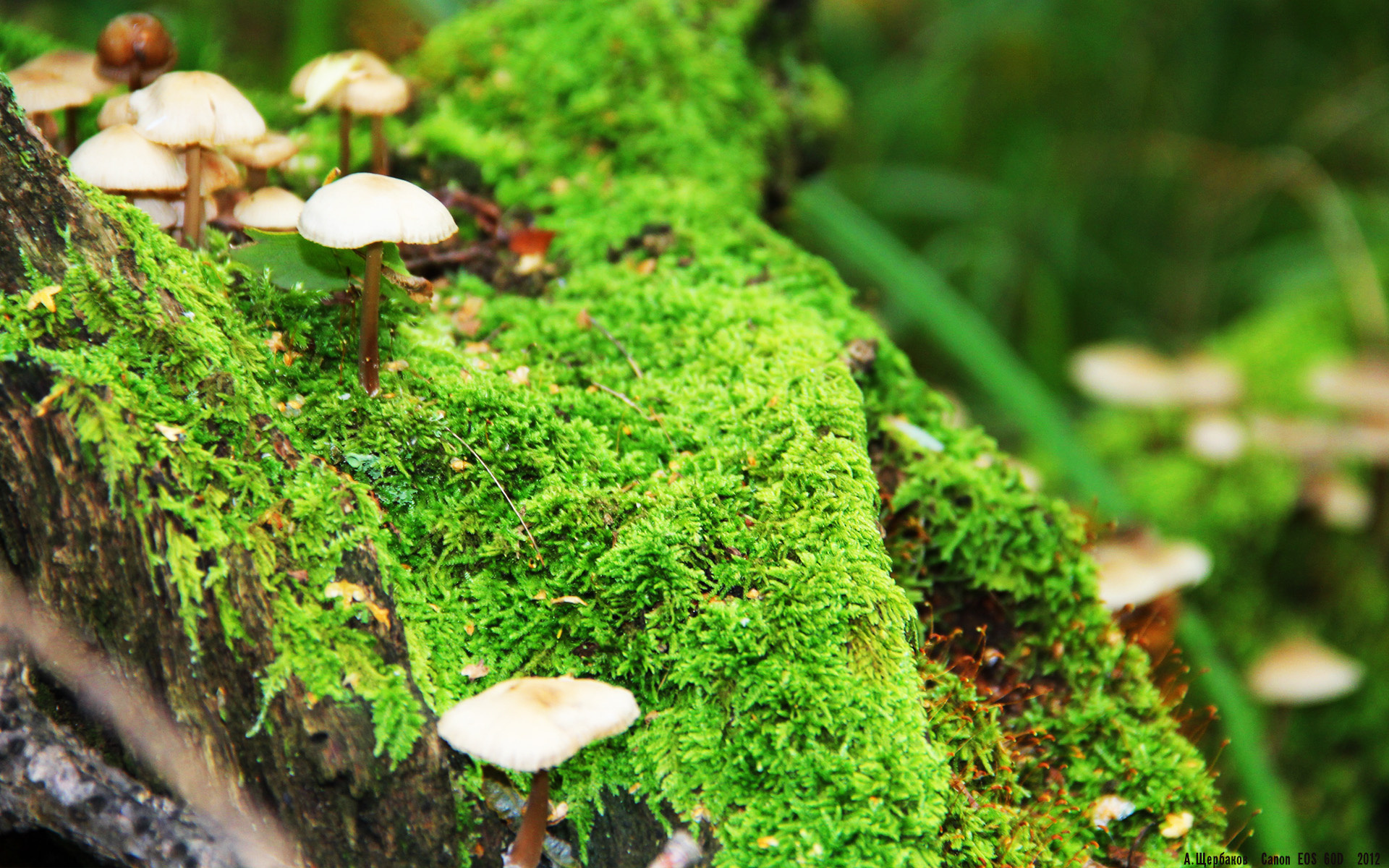 西亚卡姆突破上篮猛龙伤病名单更新，西亚卡姆4年1.3亿续约猛龙